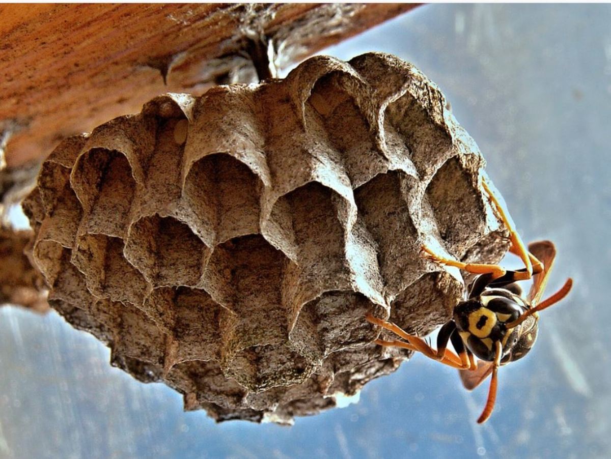 Removing wasp nests is an important step to prevent wasp stings to your dog