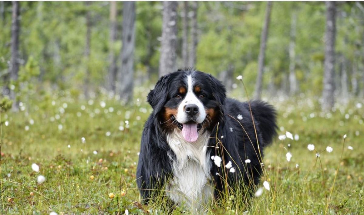 Bernese mountain dogs have a low life expectancy and high incidence of cancer