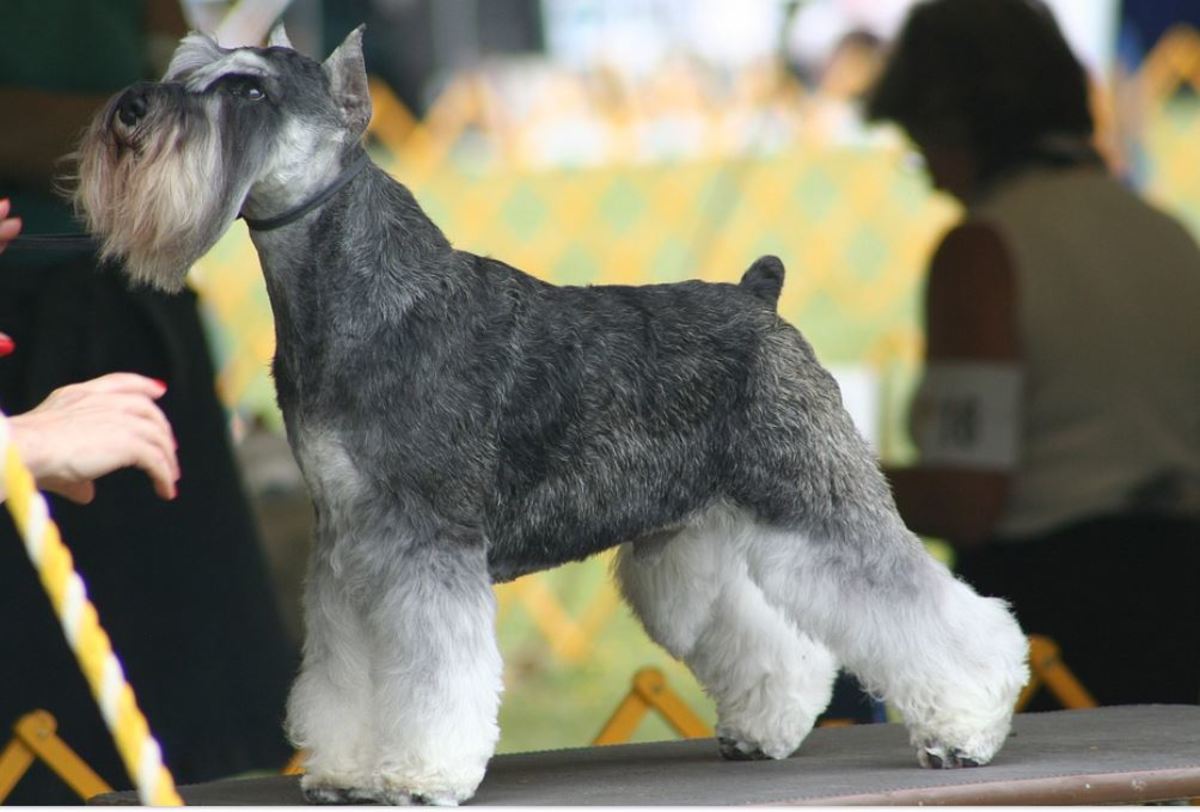 Despite weighing between 9 and 17 pounds on average, miniature Schnauzers aren't lap dogs who would rest on your lap all day.