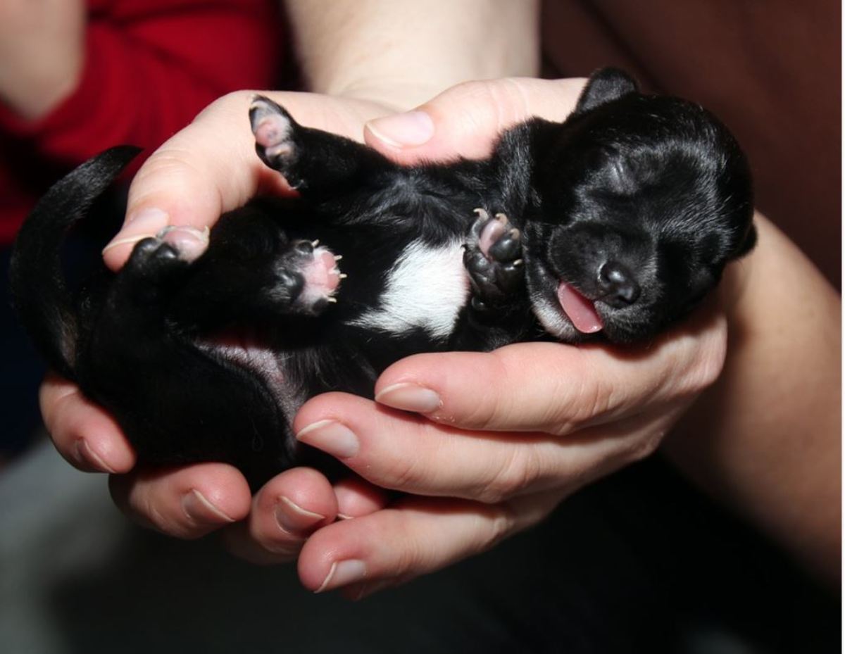 Newborn puppies are capable of displaying one calming signal as early as the day they are born. That calming signal is yawning.