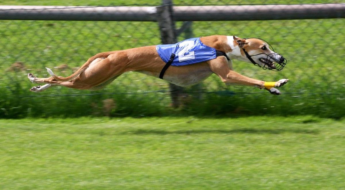 Double suspension gallop of a greyhound, AngMoKio Creative Commons Attribution-Share Alike 3.0 Unreported