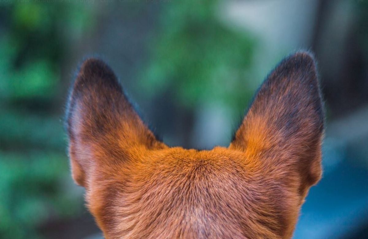 Your dog's ears are powerful allowing him to detect many noises you can't hear 