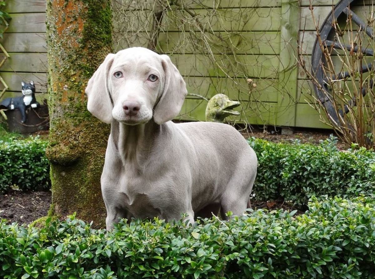 The ghostly grey coat has contributed to the Weimaraner's nickname  