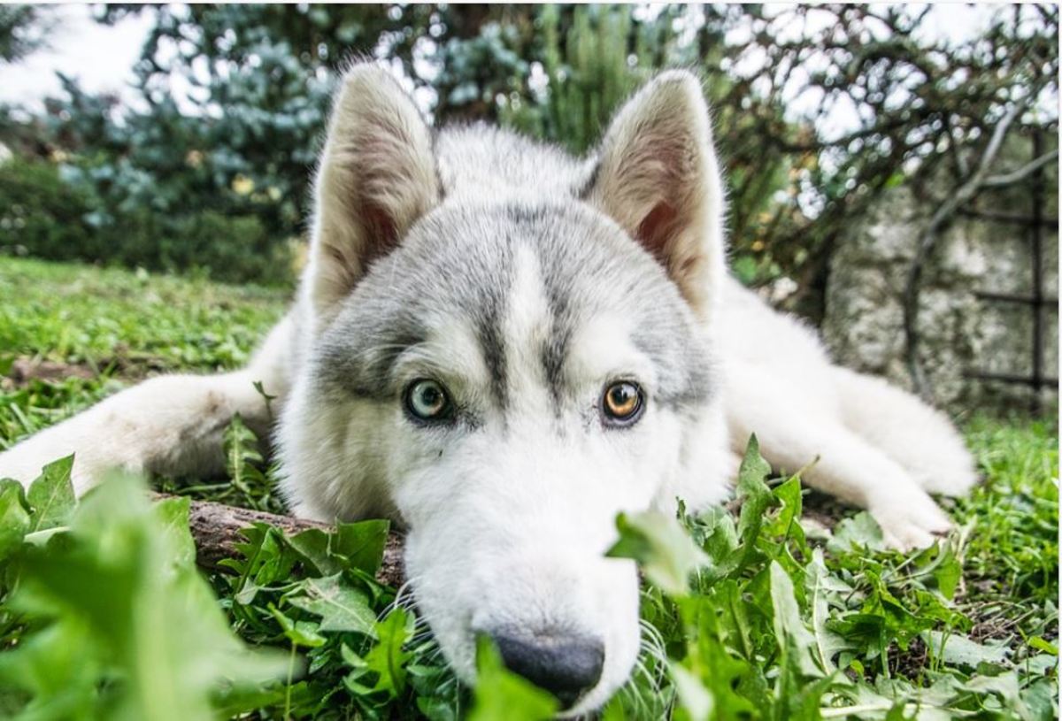 A husky with eyes of different colors  (one blue eye, one brown)
