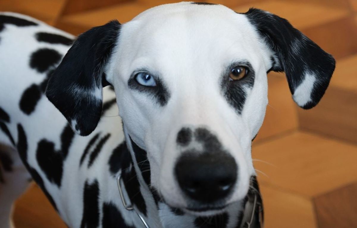 A Dalmatian with two different eye colors 