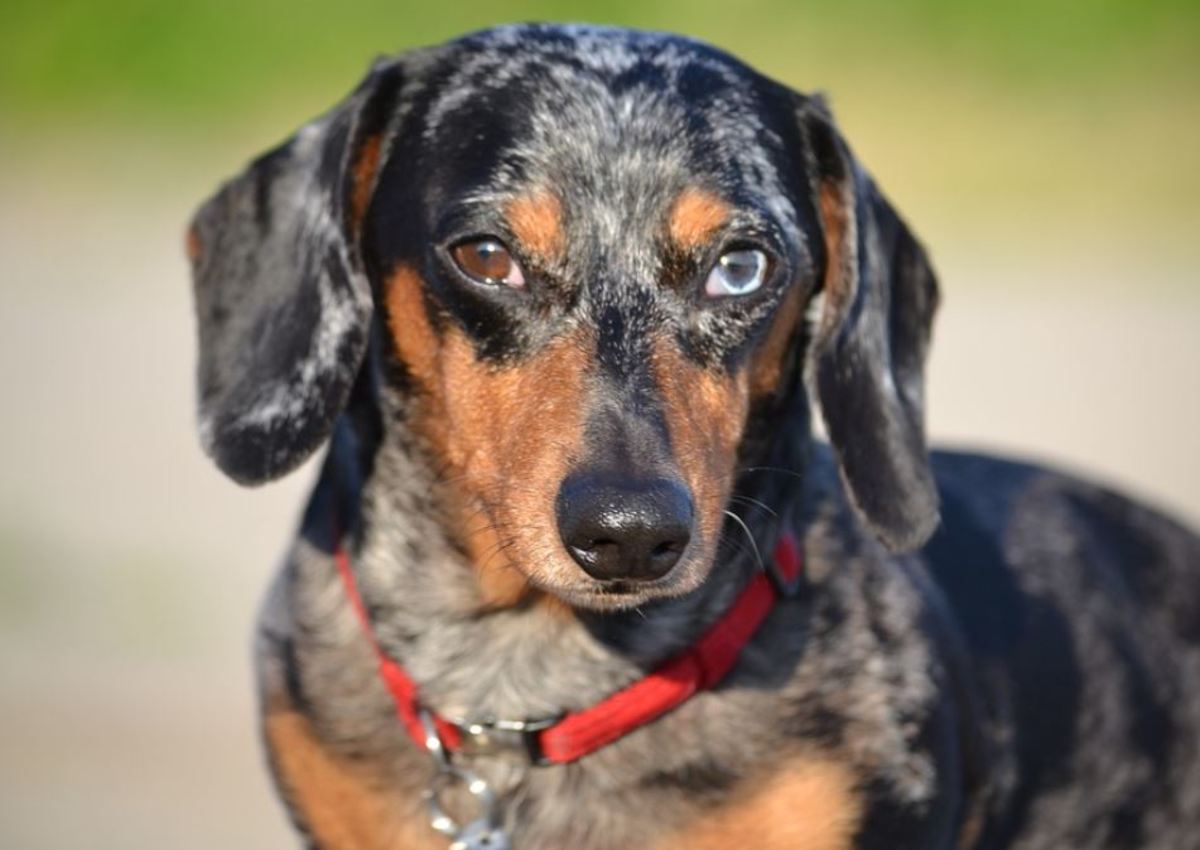 A merle dachshund with two differently colored eyes