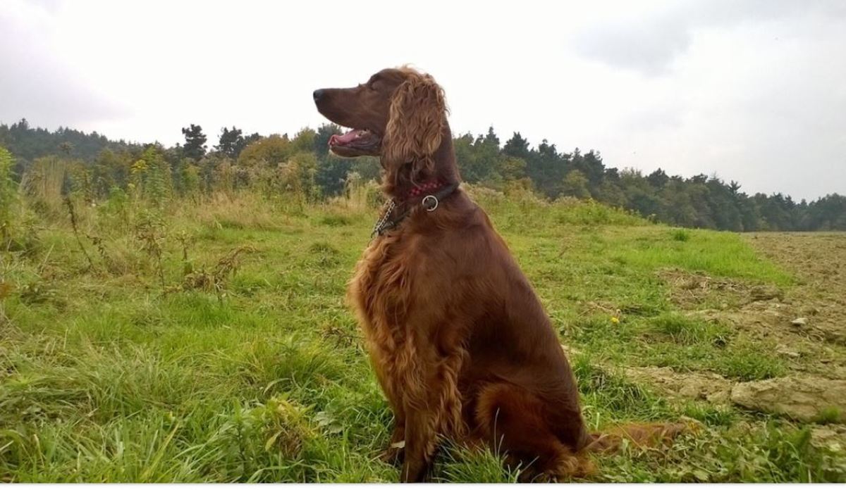 Picture of an Irish setter. Notice the pretty chestnut coat. 