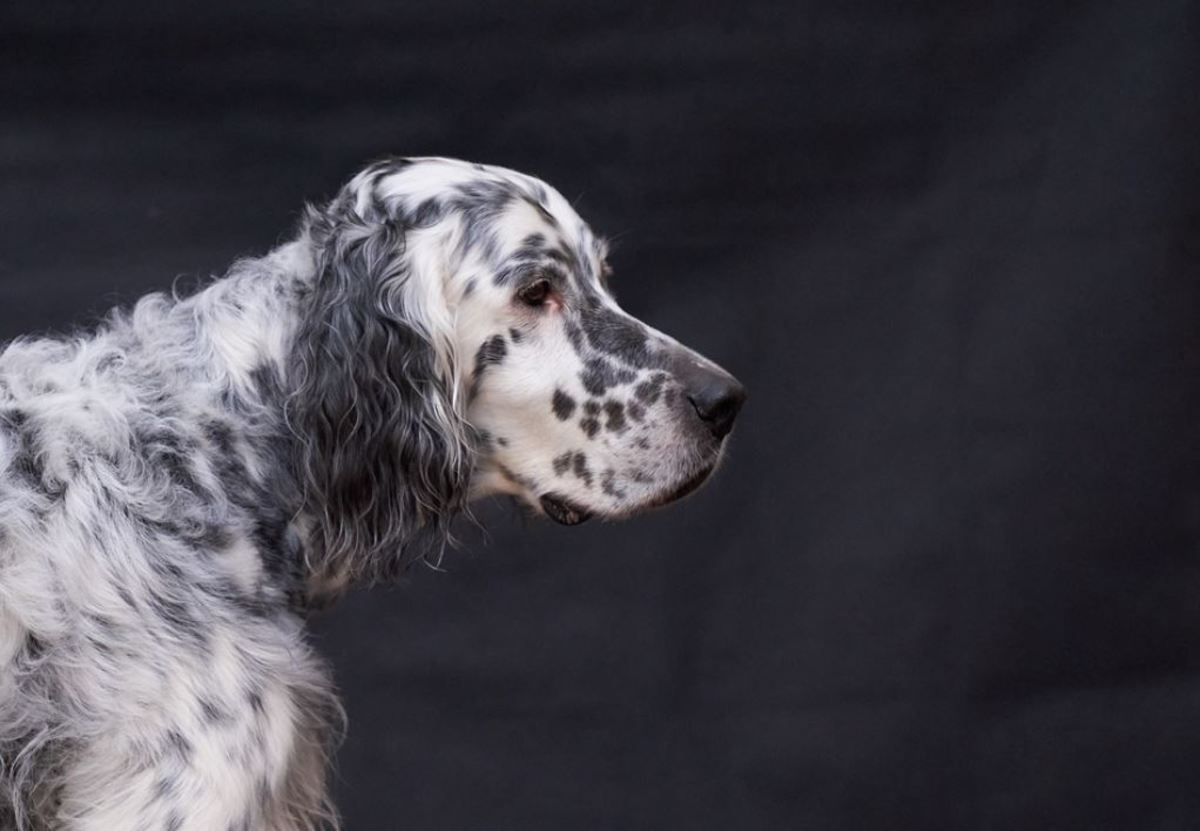 Picture of English setter 