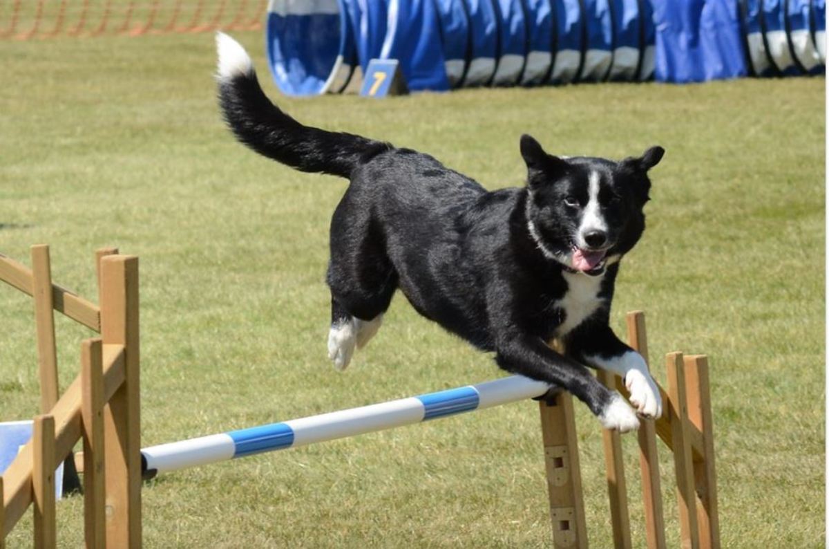 Tail movements when jumping help adjust a dog's center of gravity to prevent falls. 