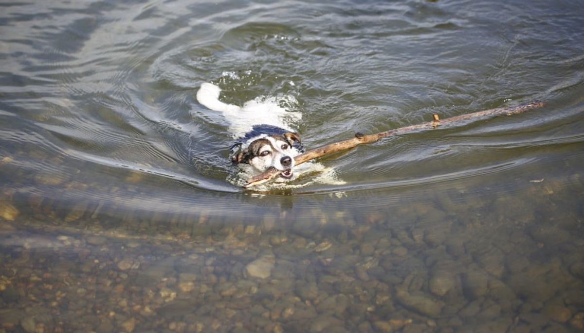 Swinging the tail to the side helps dogs turn when swimming. 