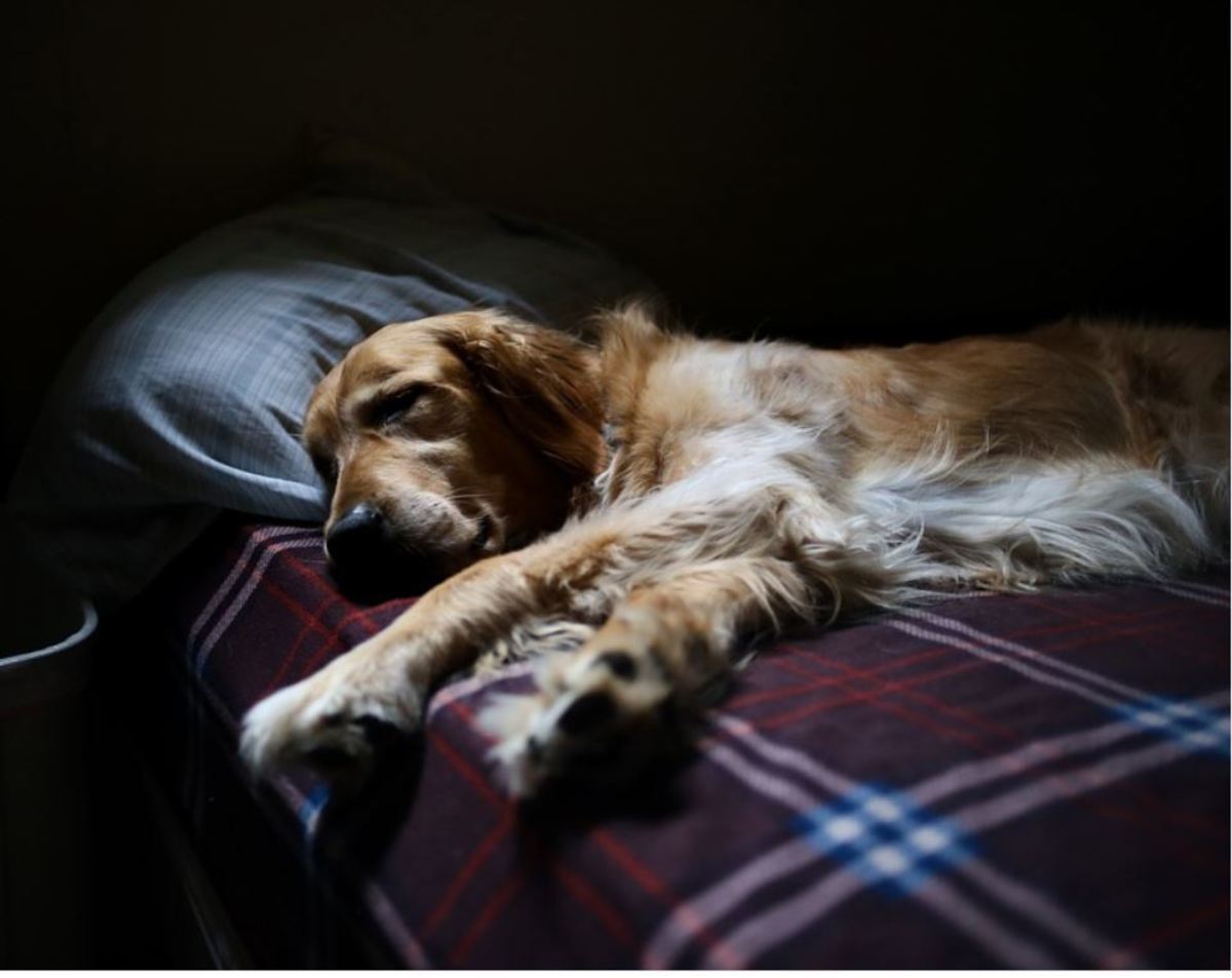 Why Do Dogs Move Their Legs When They are Sleeping?