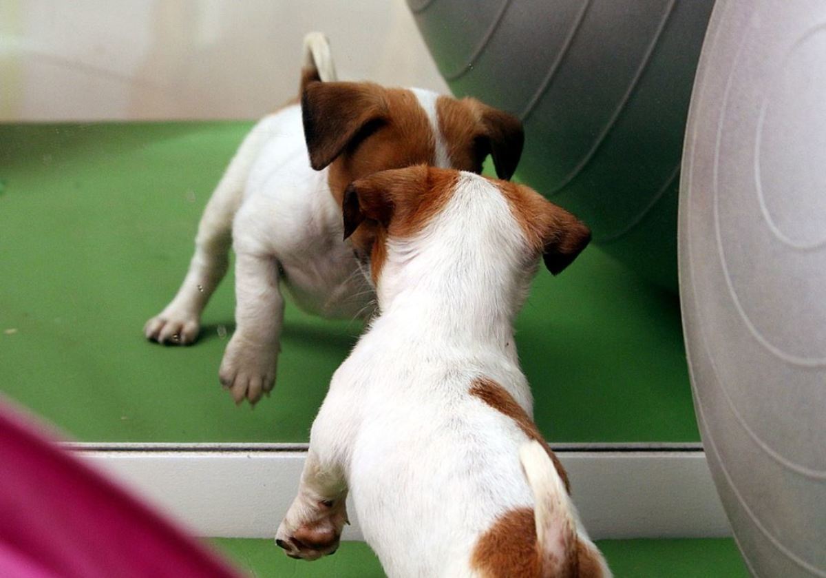 According to the test, dogs don't recognize themselves in the mirror, they just see another dog. 