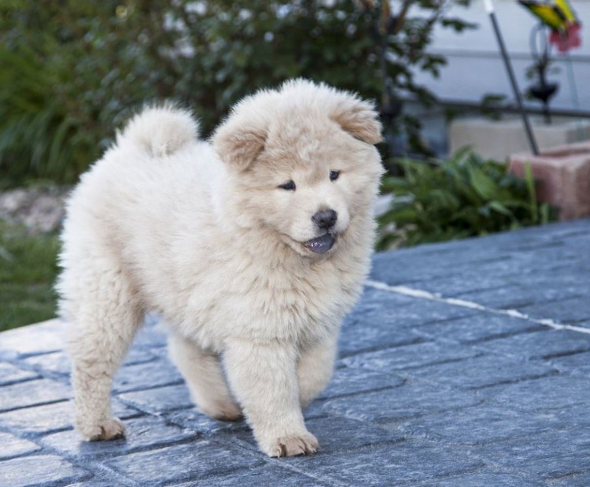 Chow chow puppies' tongues turn black at around 8 to 10 weeks of age.