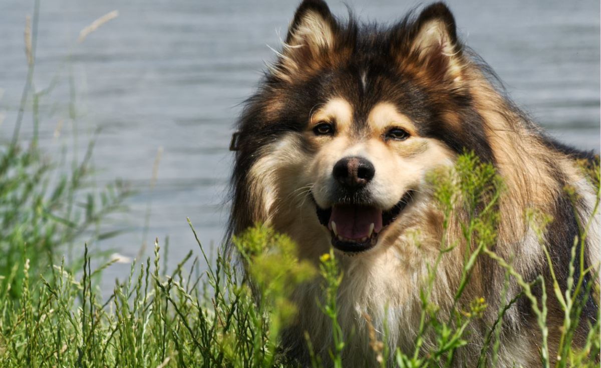 A Finnish Lapphund with clearly-defined spectacles.