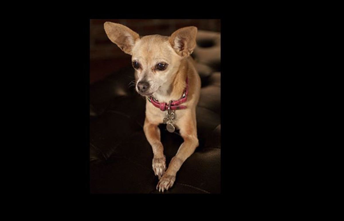Gidget "The Taco Bell chihuahua" was a  deer-head Chihuahua