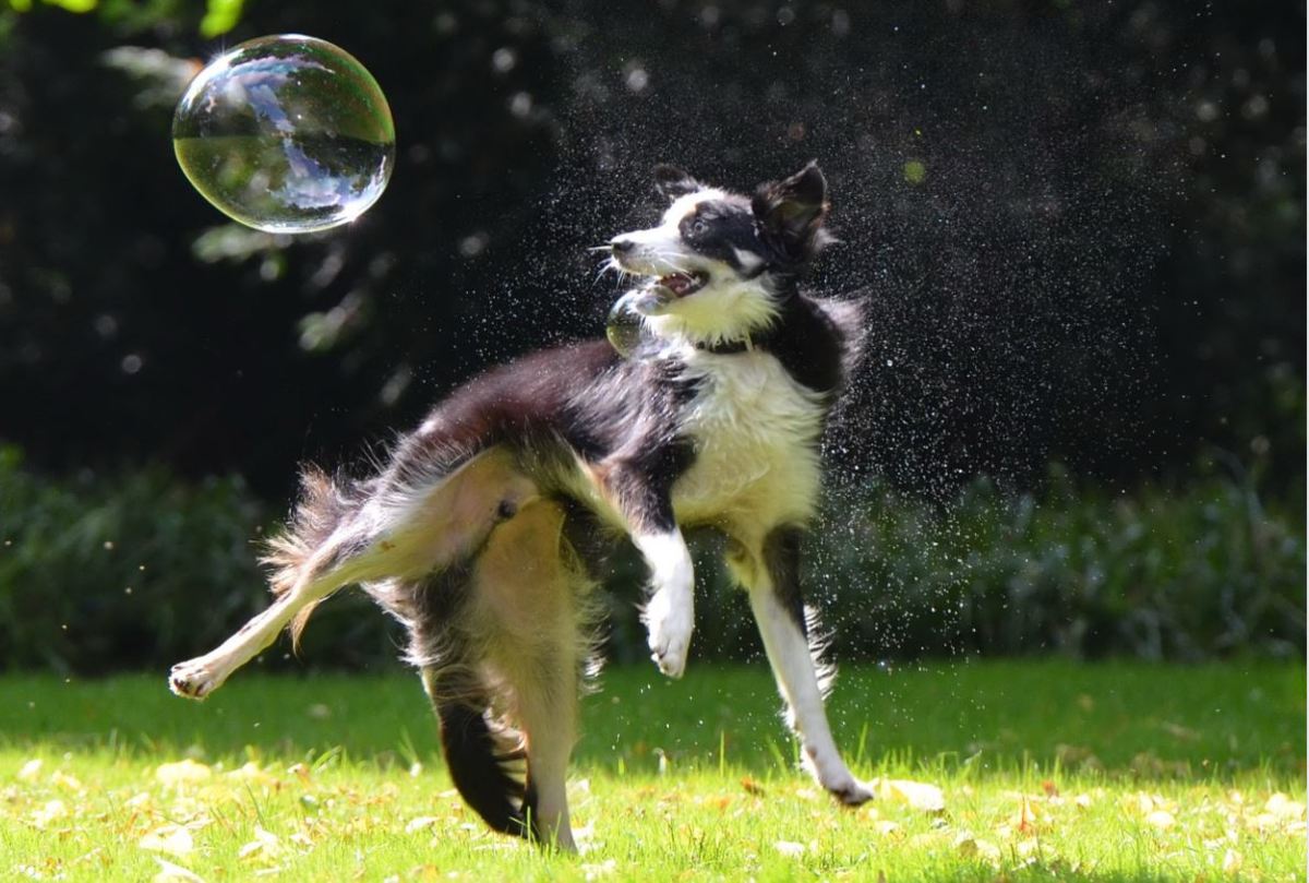 Dogs are attracted to laser pointers for the same reason they are attracted to balls and bubbles. 