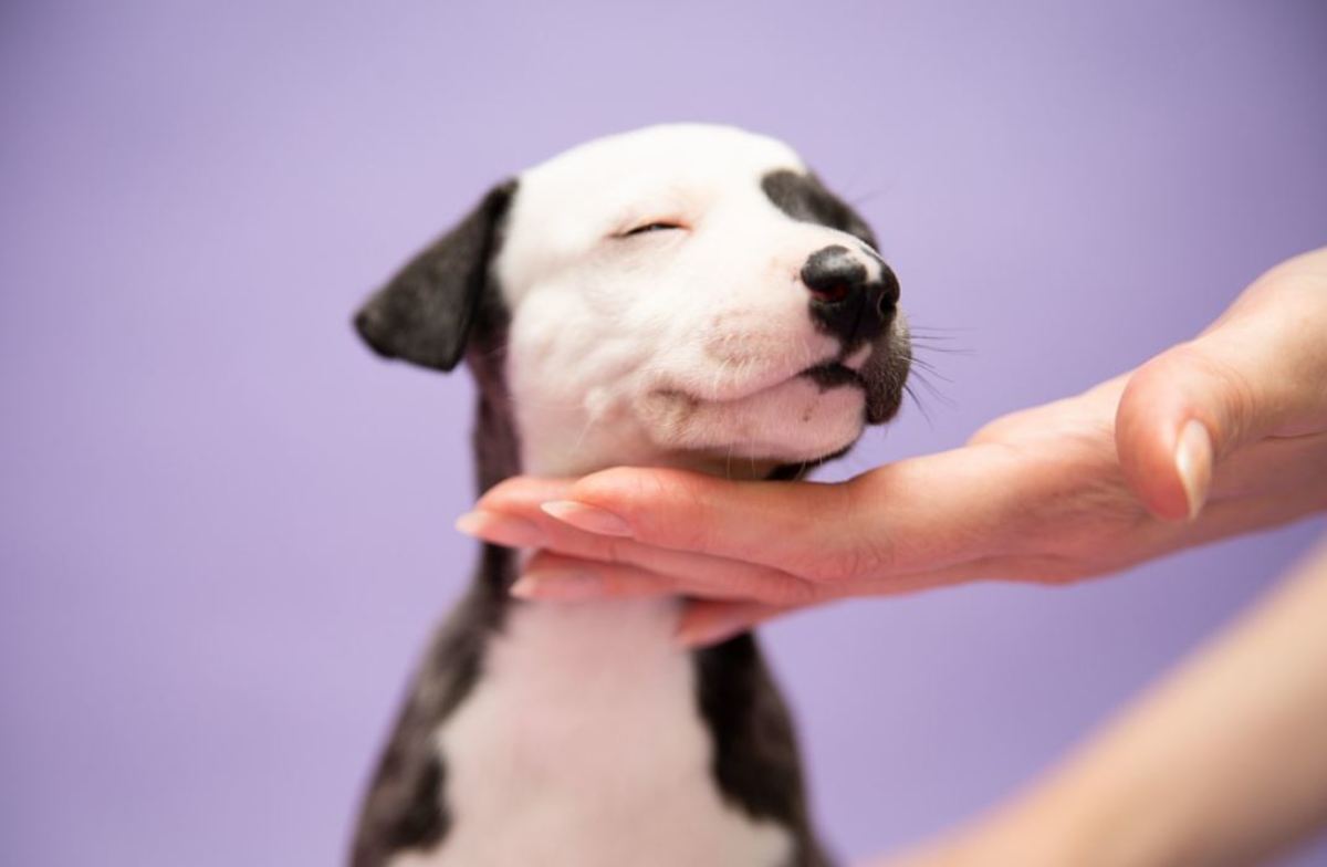 Petting your dog under the chin may be better tolerated by some dogs. 