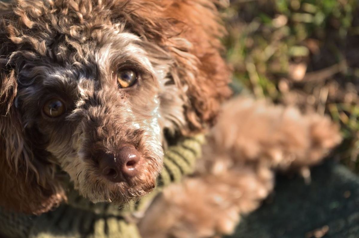 Amber Eyes In Dogs