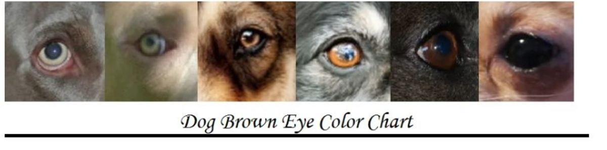 Different hues of brown eyes in dogs, from very dark brown to the lightest amber 