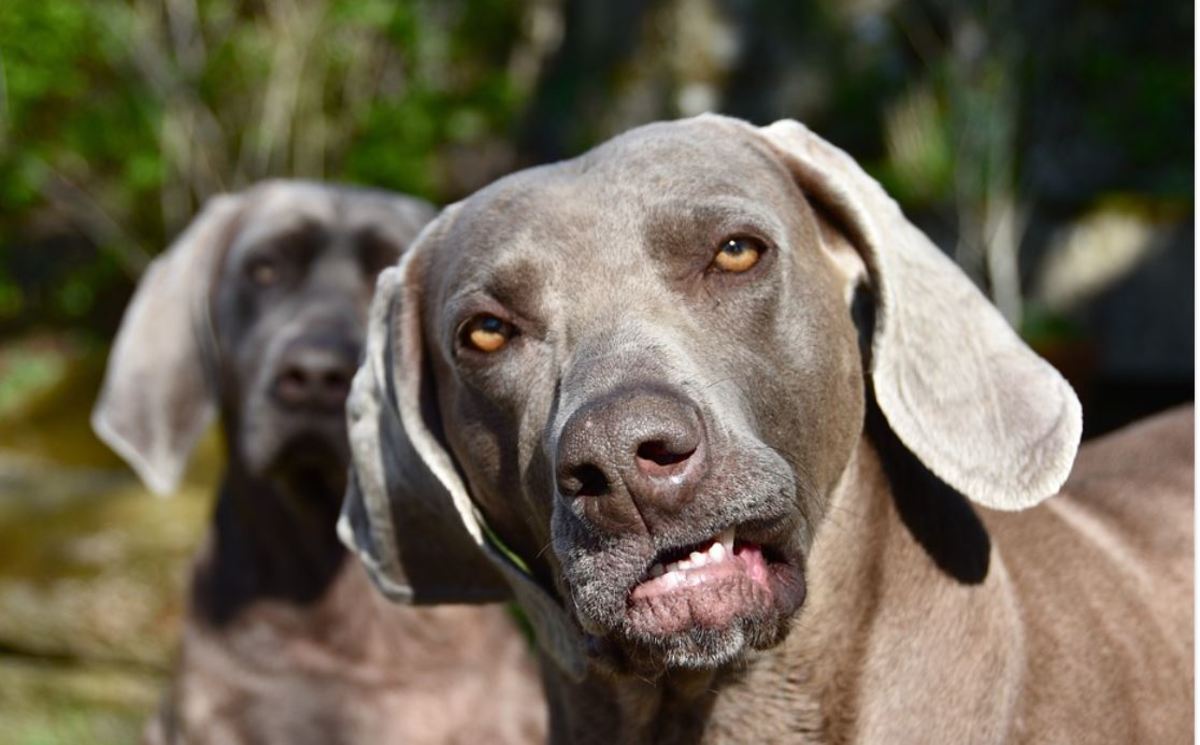 The amber eyes in a Weimaraner 
