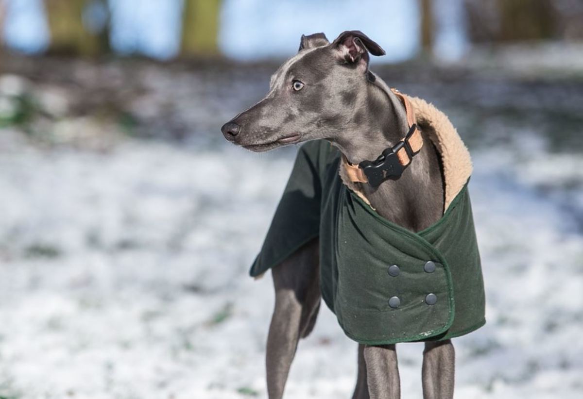 Whippets have a smooth coat that is almost odor-free, but requires a coat in the winter