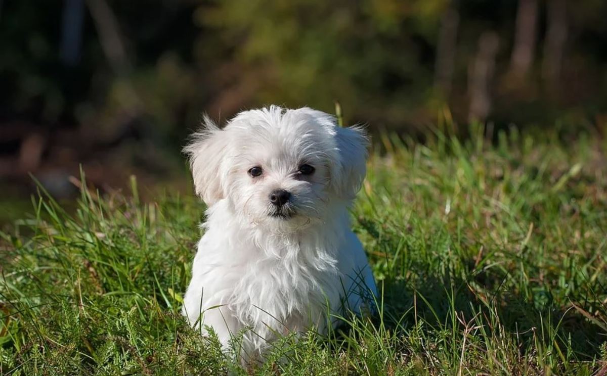 Maltese puppies are slower to develop compared to larger dog breeds