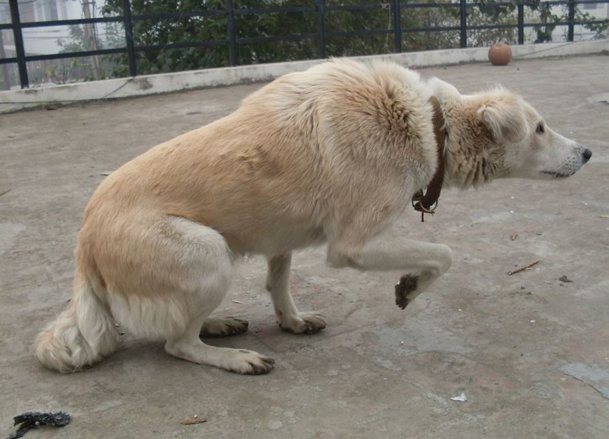 Picture of a dog in stalking position