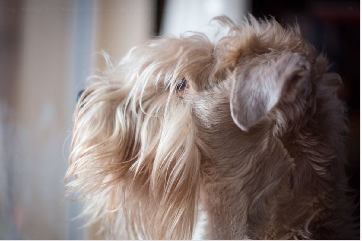 Wheaten terriers struggle to stay quiet when sensing critters outside.