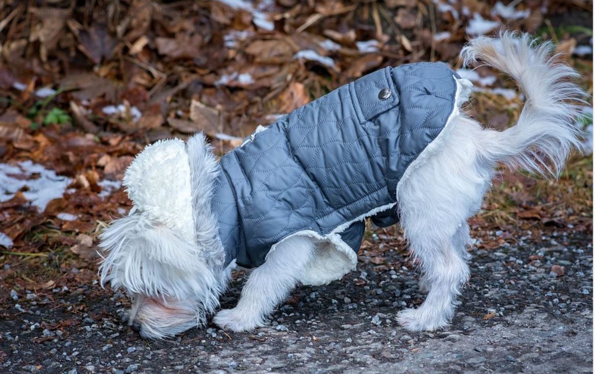 A drizzle of rain amplifies smells causing dogs to want to sniff around more
