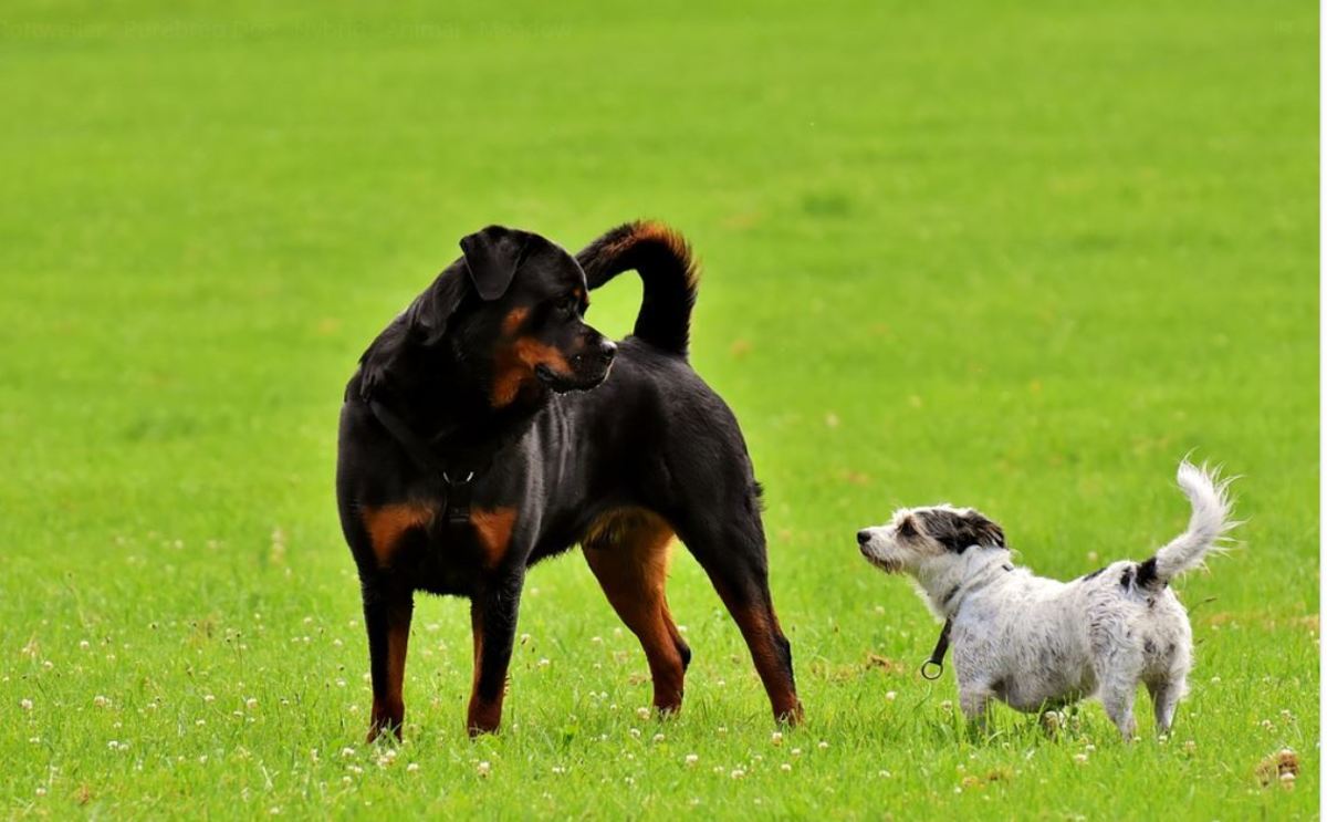 During adolescence your Rottweiler's attitude towards other dogs may change 