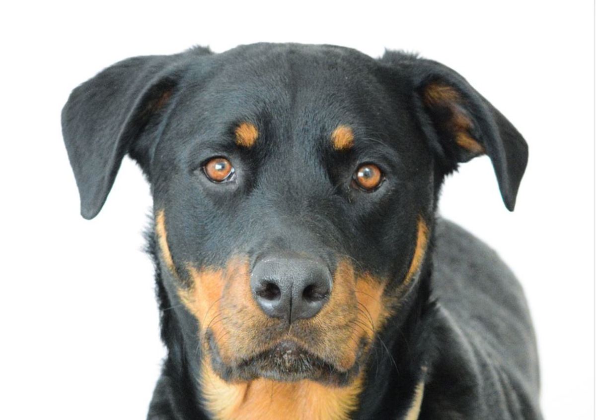 Rottweilers are generally considered to be adolescents between the ages of 8 months and 2 years old.