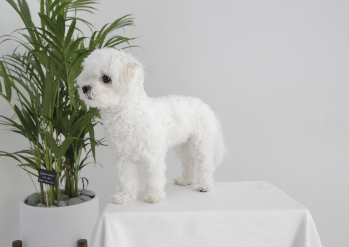 Determined dogs will get to your house plants-when there is a will, there is a way.
