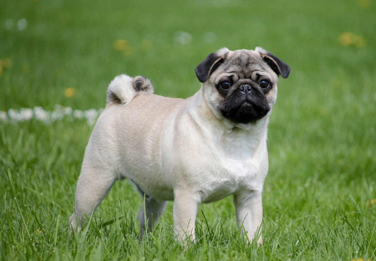 'Screw tail' in a pug due to the malformation of the vertebrae in the tail (hemivertebra)