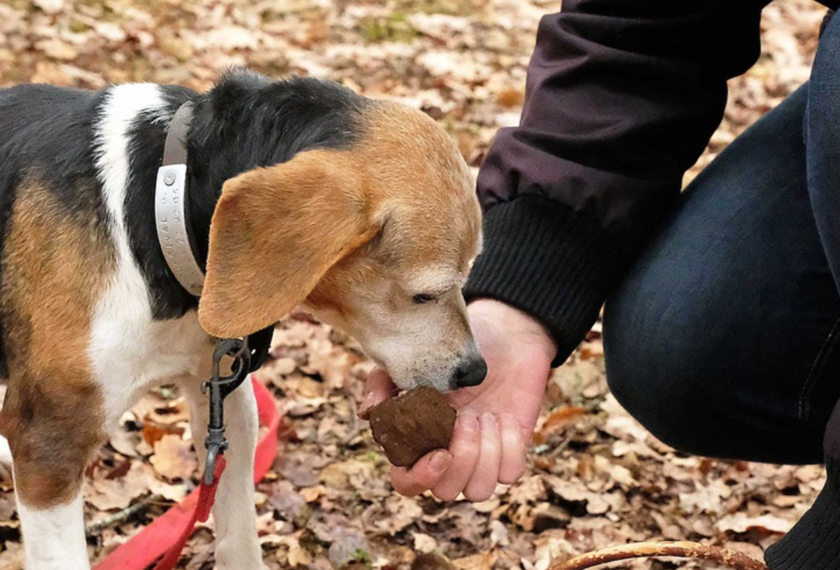 what dog can smell truffles