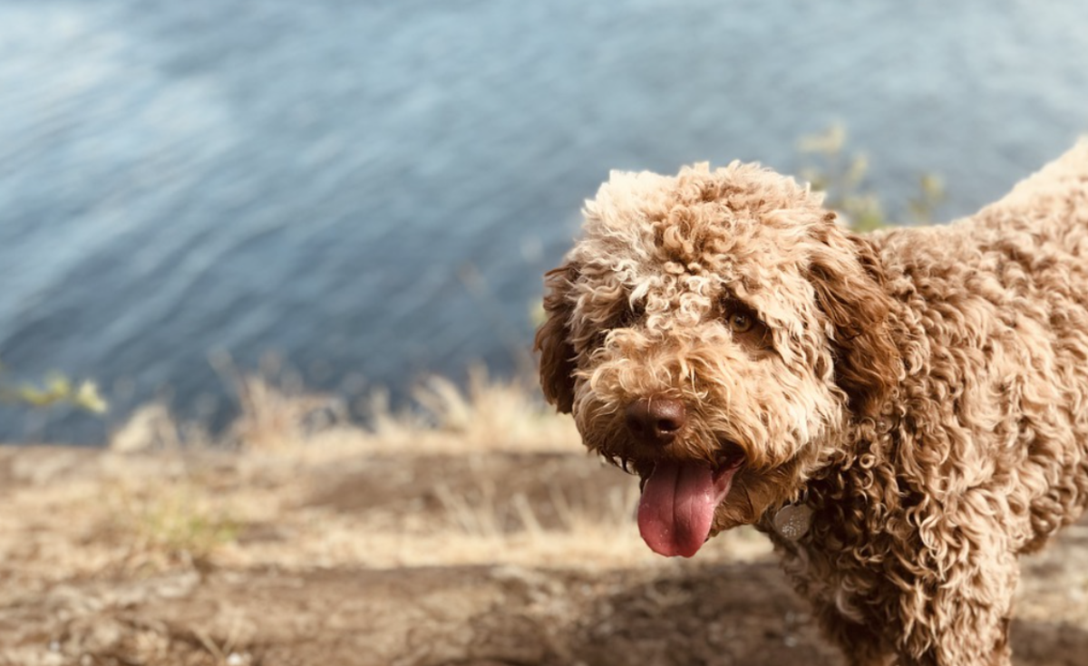 The Lagotto has been hunting for truffles since the mid 1800s