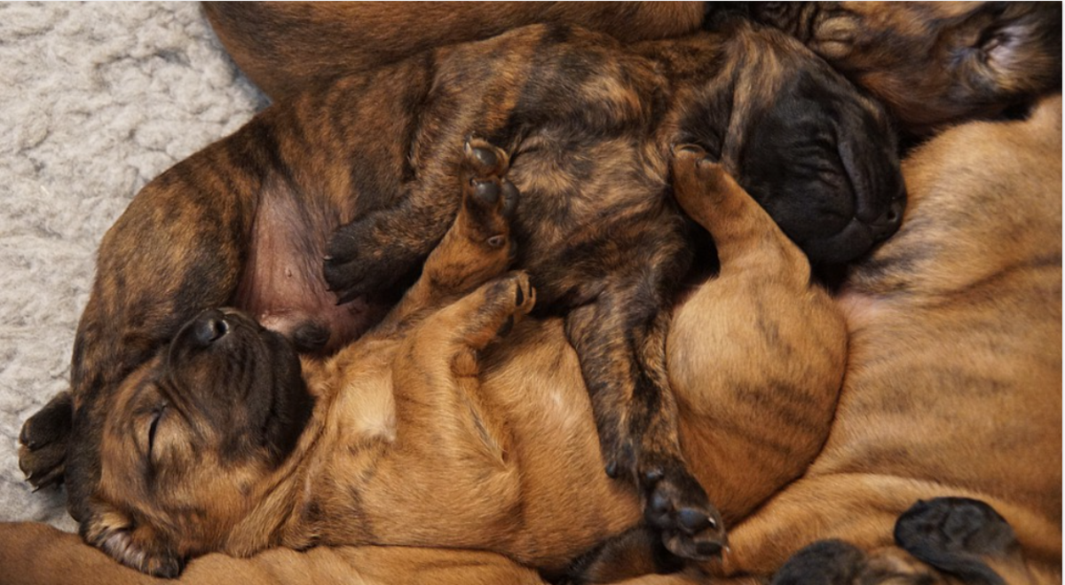 Puppies love sleeping piled up together