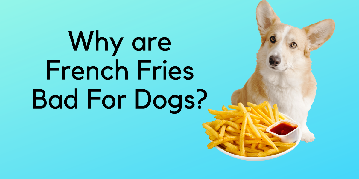 Can Dogs Eat French Fries (1)