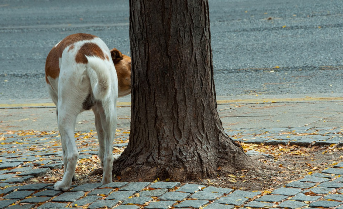 Dogs will typically sniff an area before hiking their leg and urine marking it