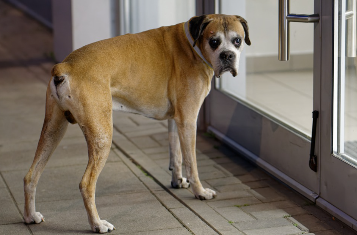 Quickly take your dog outside as soon as you notice signs of wanting to urine mark