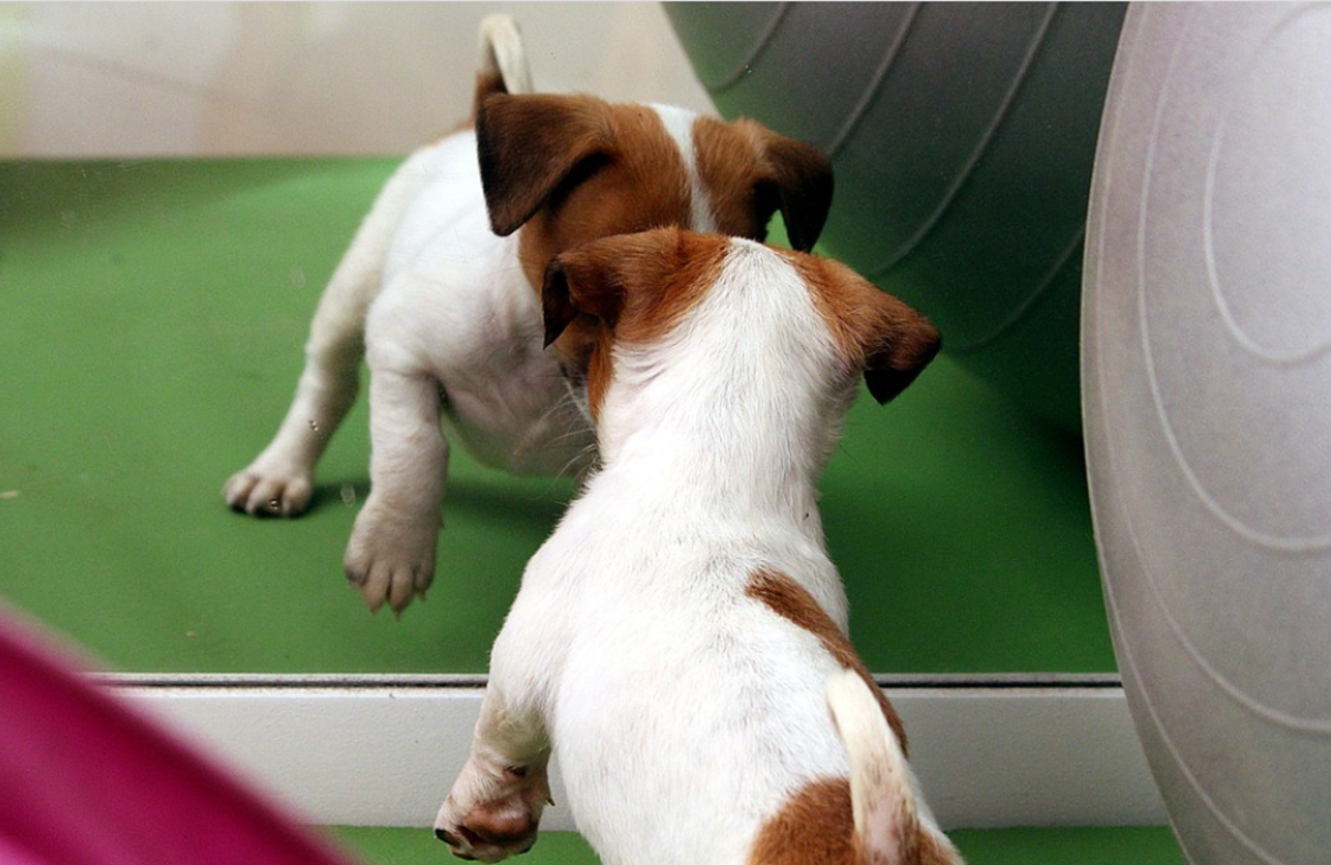 After a while, most puppies grow tired of trying to interact with "the other puppy."