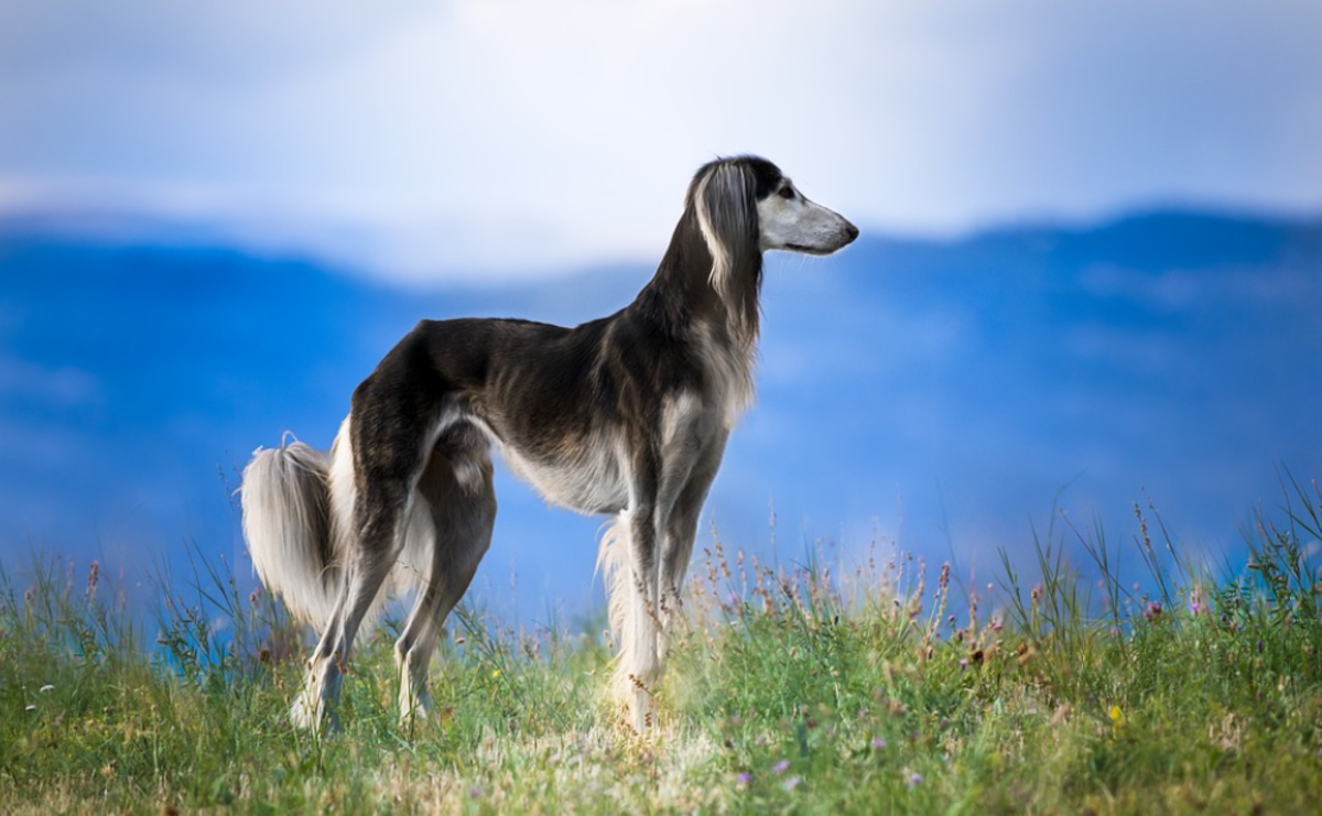Saluki are often referred to as "gazelle hounds"