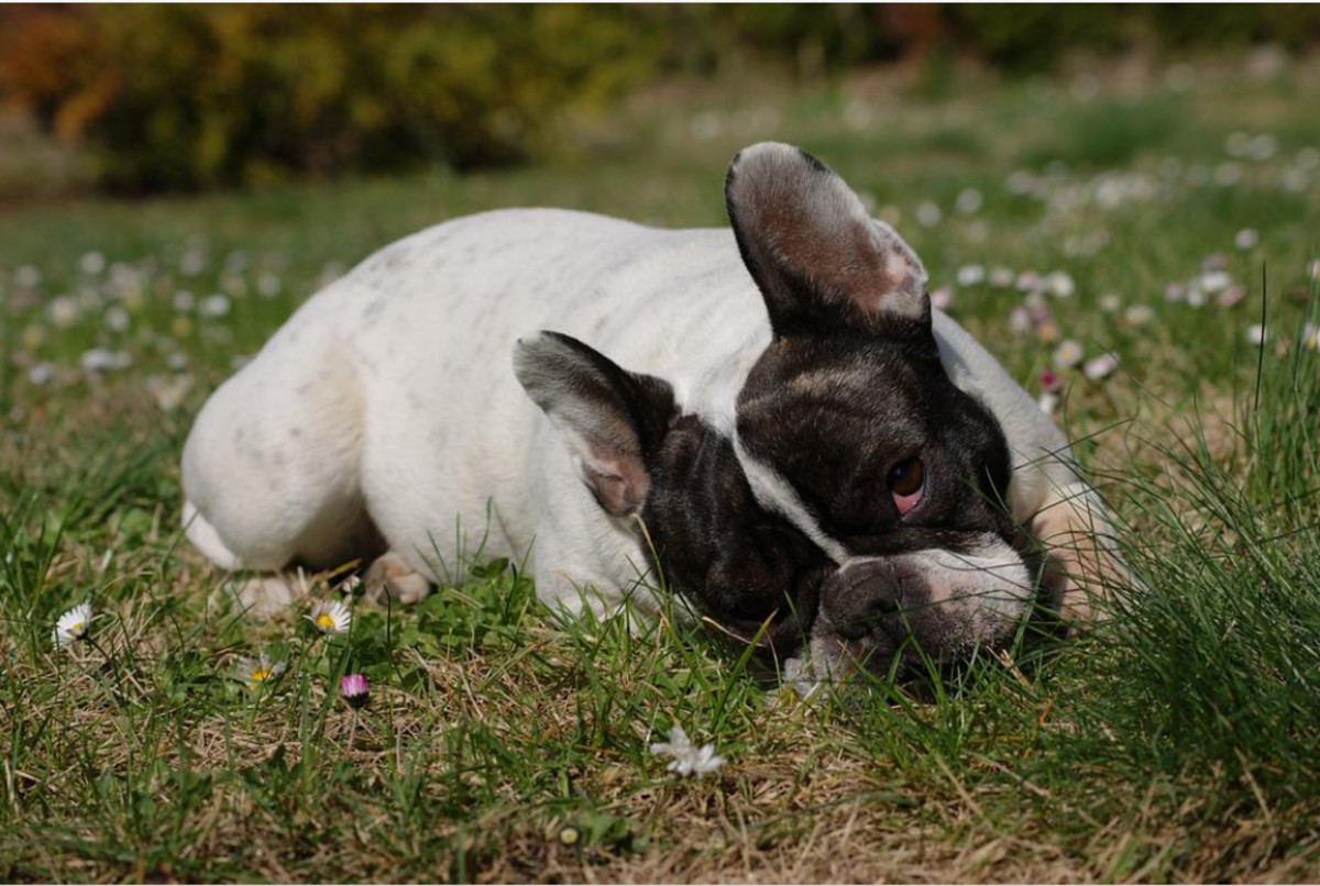 Dog ate shop uncooked bacon