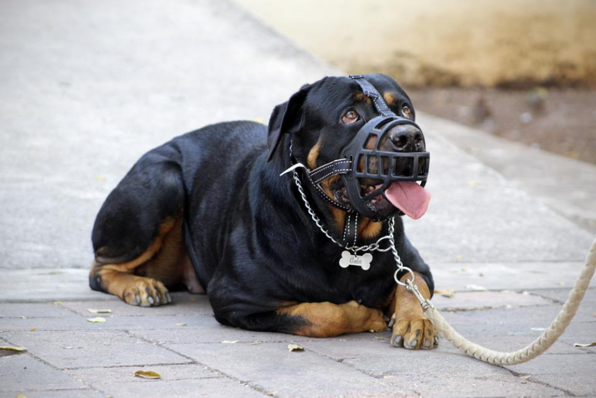 Muzzle leash hot sale aggression