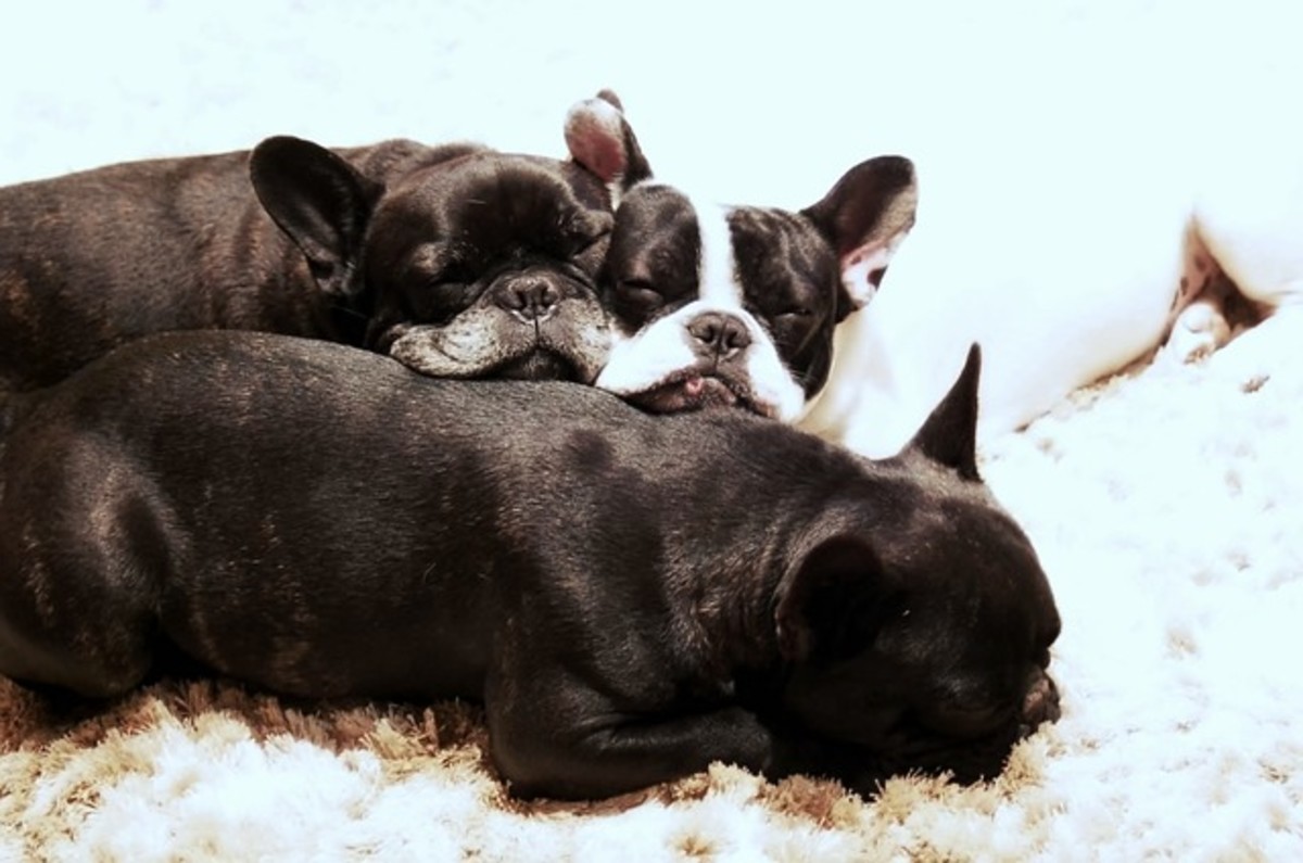 Why Do Puppies Sleep in a Pile? Dog Discoveries