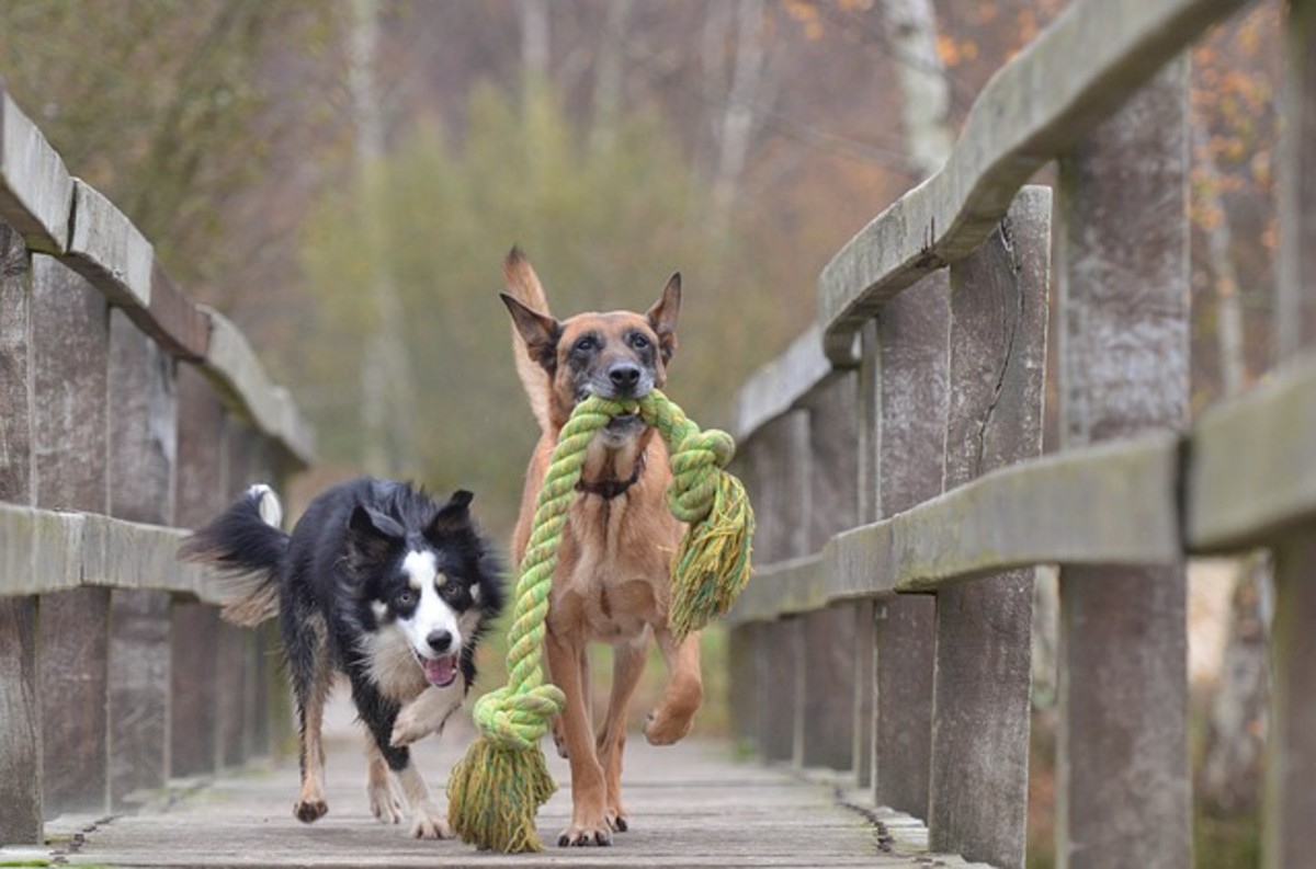 do dogs like playing tug of war