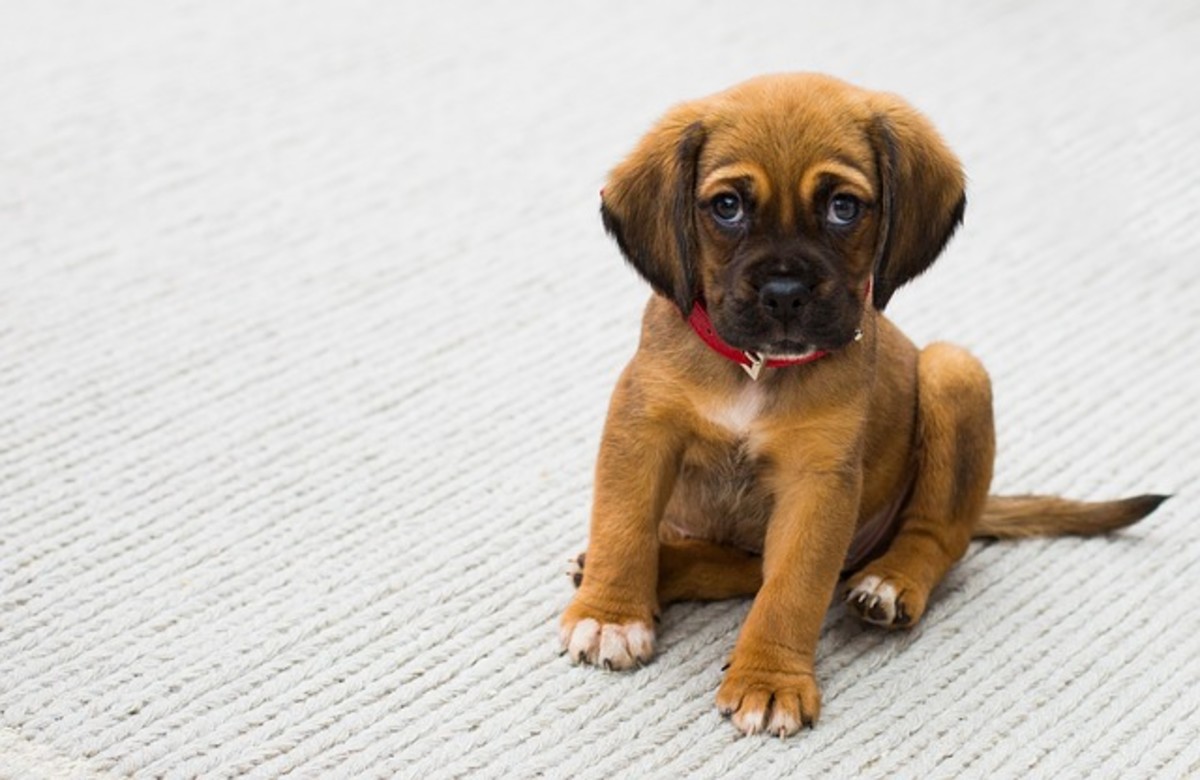 why-do-puppies-pee-so-much-dog-discoveries