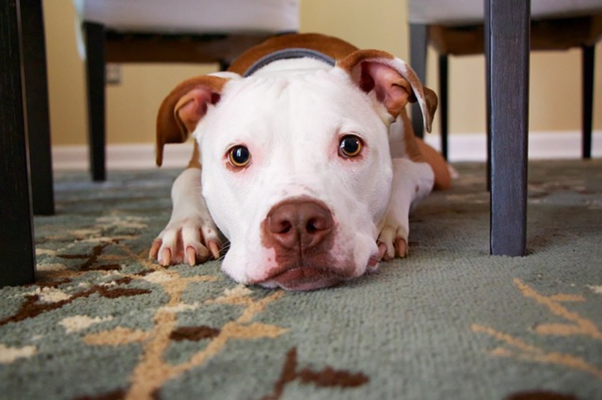 Is your puppy fearful of going outside?