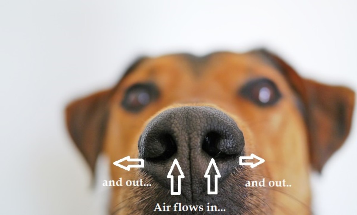 The slits on both sides of the dog's nostrils are meant to allow air to escape
