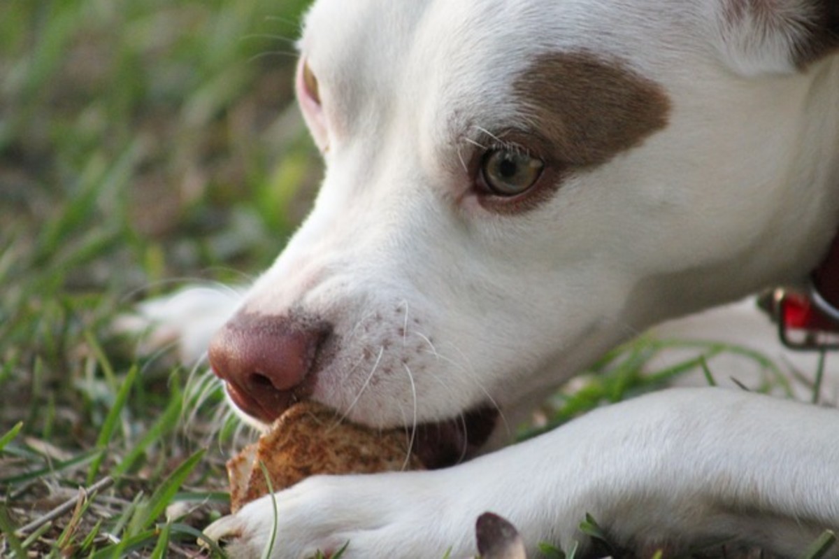 Ask the Vet: My Dog Ate Aluminum (Tin) Foil - Dog Discoveries