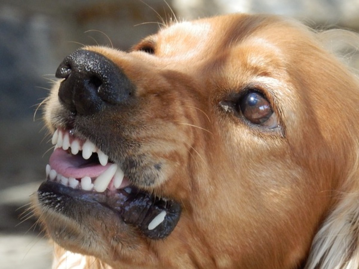 Many dogs growl when blown in their faces